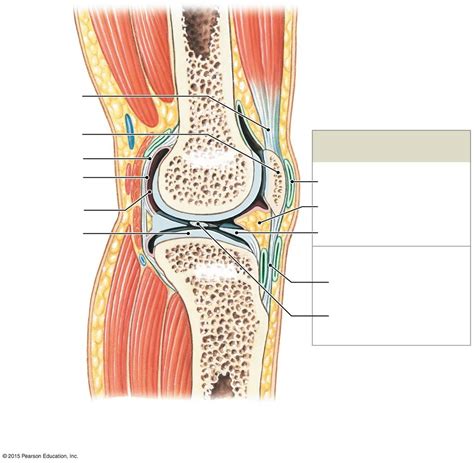 Ch 9 Joints Knee Diagram Quizlet