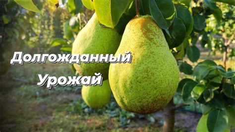 Осенняя груша сорт Ноябрьская. Первый урожай - YouTube