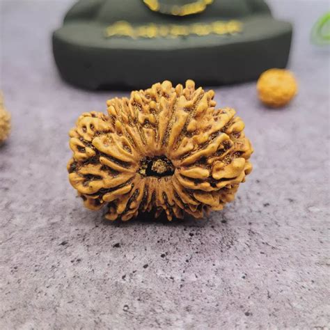 Mukhi Rudraksha Original Lab Certified Nepal Yashvriddhi