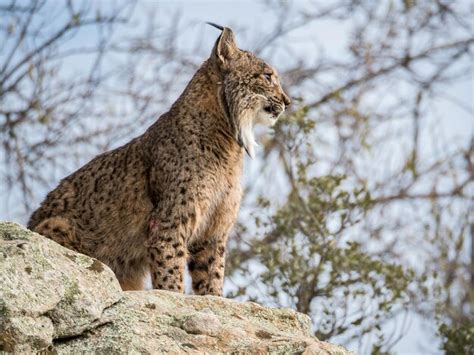 Premium Photo Low Angle View Of Iberian Lynx Sitting On Rock At