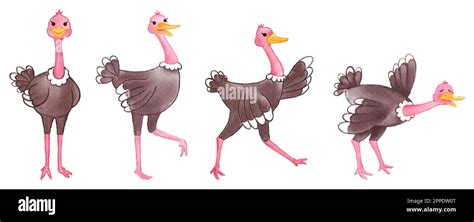 Ostrich Watercolor Painting Design Set Of Cute Animal Cartoon