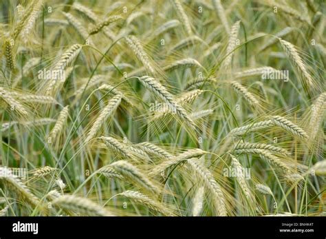 Triticale Triticum X Secale Fotograf As E Im Genes De Alta Resoluci N