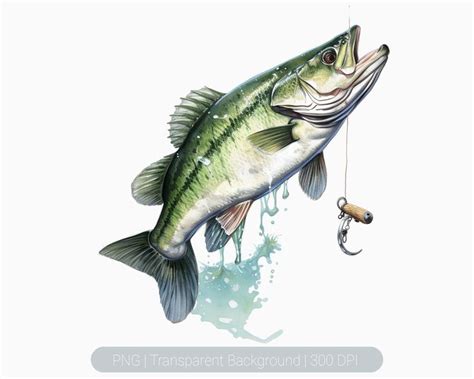 Bass Fish Watercolour Clipart Fishing Clipart Jumping Bass Fish Png