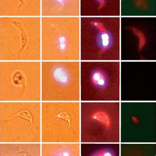 Cell Morphology Kinetoplast And Nuclear DNA Of Trypanosoma Brucei