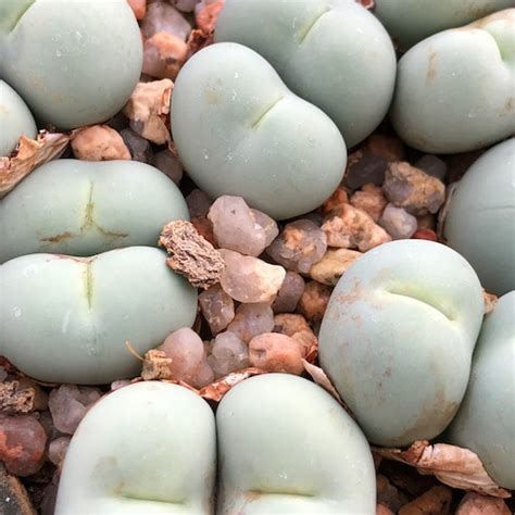 Conophytum Calculus SB2318 1412 82 Mesa Garden