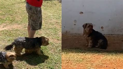 Cachorro ou vampiro Pet comportamento incomum chama atenção na web