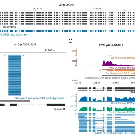 Pdf Nanopore Direct Rna Sequencing Maps An Arabidopsis N6