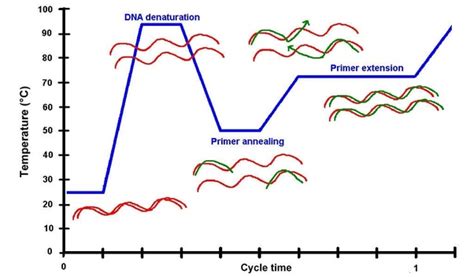 PCR simplified