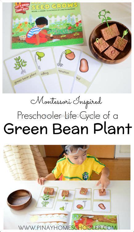 Montessori Inspired Life Cycle Of A Green Bean Plant Plant Activities