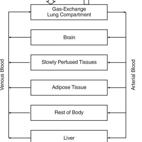 Conceptual Representation Of The Physiologically Based Pharmacokinetic