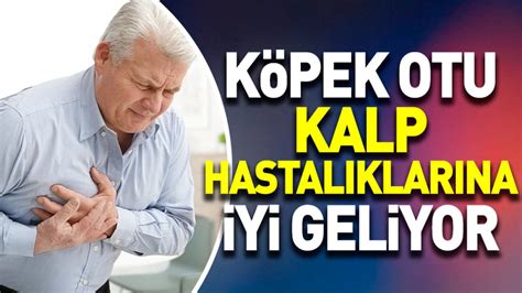 Kalp hastalıklarına iyi gelen ot