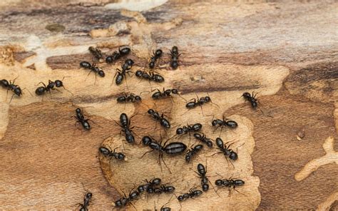 Tiny Brown Ants In Carpet - Carpet Vidalondon