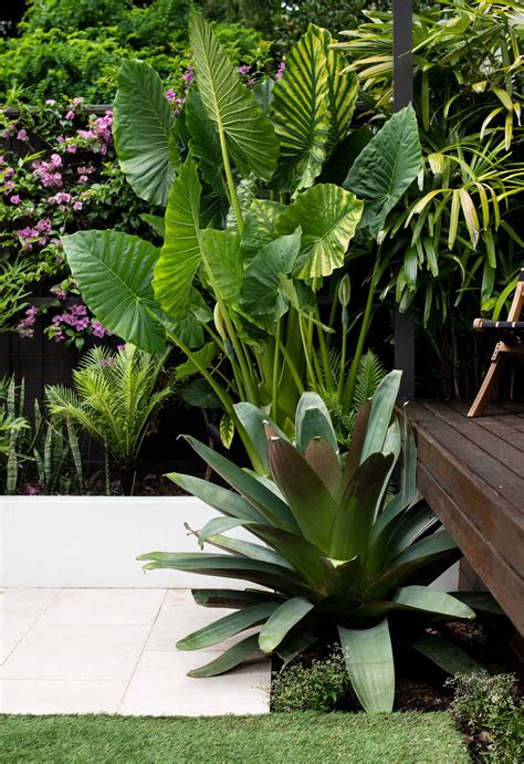 A Lush Inner City Courtyard Garden Transformation In Sydney