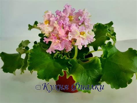 Фиалки Морев, НК, НД, ВаТ, ПТ, ЕК