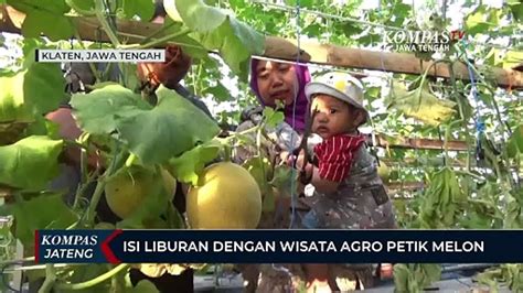 Isi Liburan Dengan Wisata Agro Petik Melon Di Klaten Video Dailymotion