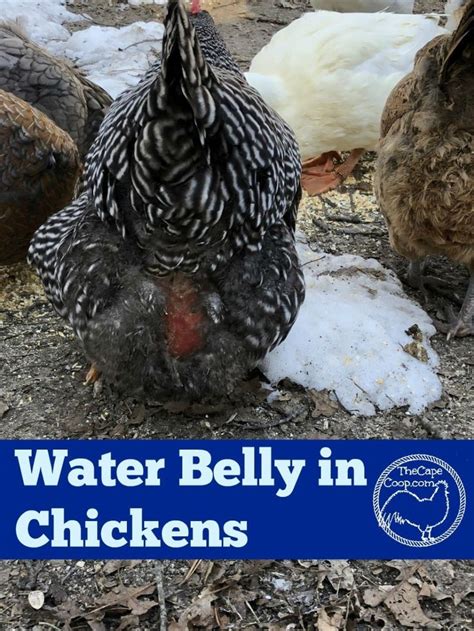 Water Belly Ascetis In Chickens Can Be A Symptom Of A Serious Health