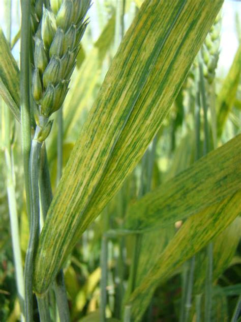 Sintoma De Mosaico Do Trigo Causado Por Wheat Stripe Mosaic Virus Em