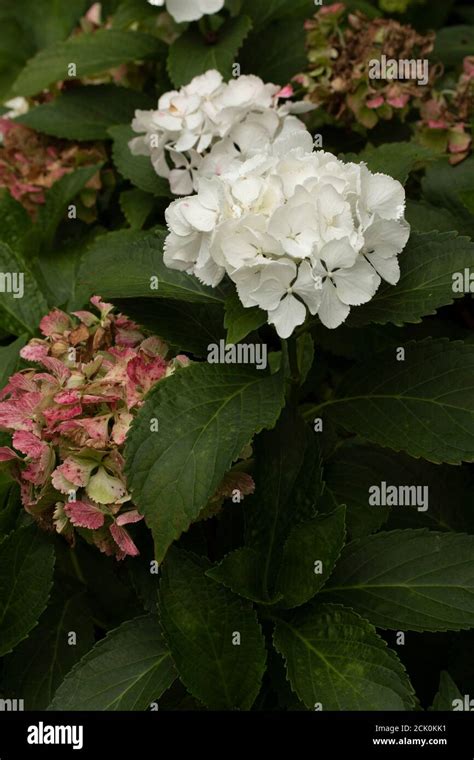 Hydrangea Macrophylla Nymphe Stock Photo Alamy