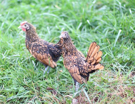 Hoover S Hatchery Golden Sebright Bantam Chicken Countrymax