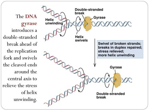 Ppt Dna Duplication And Sequencing Powerpoint Presentation Free Download Id3781009