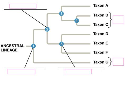 Lecture 6 Phylogeny And The Tree Of Life Diagram Quizlet