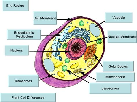 cell parts 