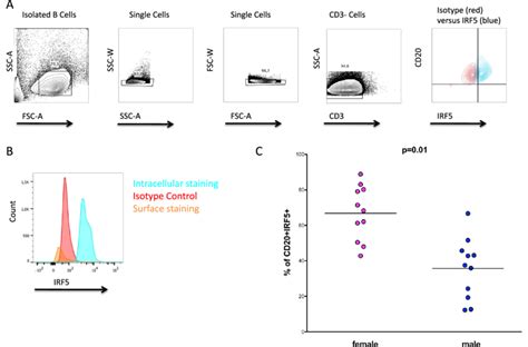 Sex Differences In The Percentages Of Irf5 Positive B Cells A Flow Download Scientific Diagram