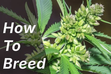 The Ultimate Beginner S Guide To Breeding Cannabis From Seed To Strain