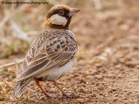 African Bird Club