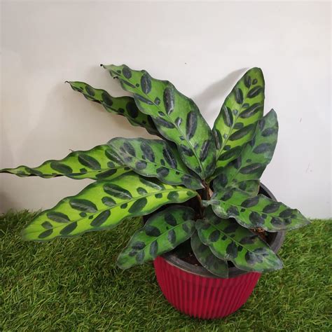 How To Care For Calatheas Plants Nurserybuy