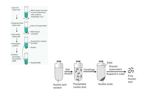 Purification of DNA - OCR AS/A Level Biology | Teaching Resources