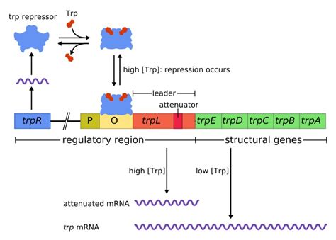 Difference Between Structural and Regulatory Genes - Pediaa.Com