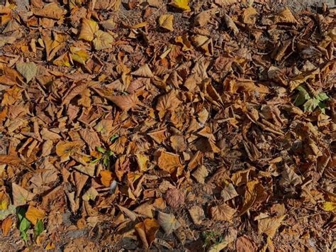 Premium Photo Dry Yellow Autumn Leaves Lie On The Ground