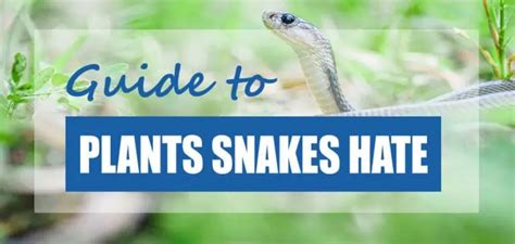 Best Plants That Repel Snakes Plants Snakes Hate Pond Informer