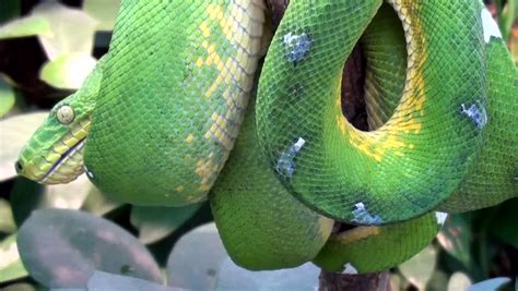 Green Tree Boa (Corallus Caninus) Stock Footage Video 3413261 - Shutterstock