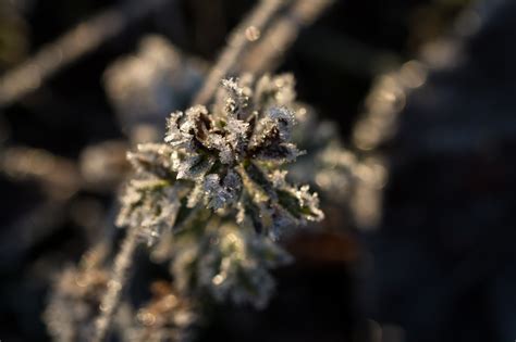 Wallpaper Nature Winter Branch Cold Frost Spring Tree Autumn