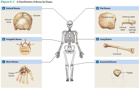 Classification Of Bones Diagram Quizlet