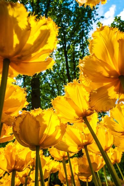 Campo De Tulipanes En Los Jardines De Keukenhof Lisse Pa Ses Bajos