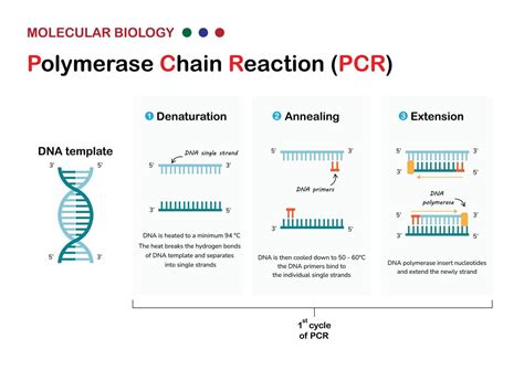 Molecular Biology Present Principle And Process Of Polymerase Chain