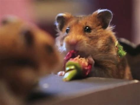 Tiny Hamsters Go On A Tiny Date Valentines Day Edition Abc News