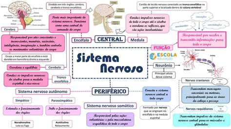 Mapa Mental Sistema Nervoso Ash Garc A Udocz