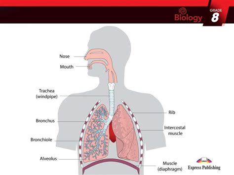 The Breathing System