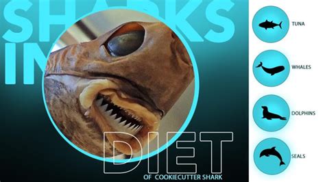 The Cookiecutter Shark -13 Facts - sharksinfo.com