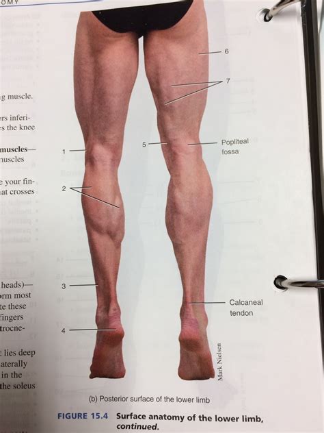 Posterior Lower Limb Diagram Quizlet