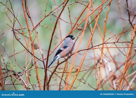 Bullfinch Pyrrhula Pyrrhula Sitting On A Branch Branch With Green