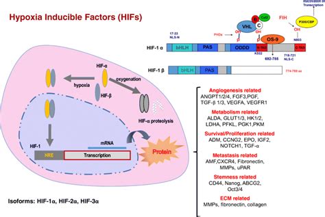 Hif 1 Signaling Pathway