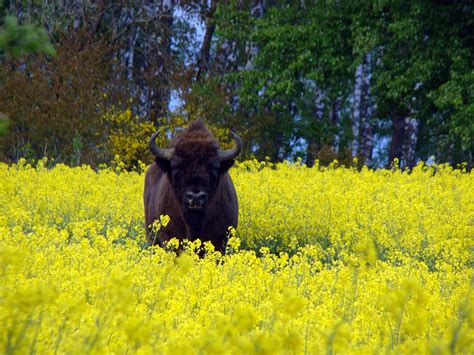 Wisent Bison Animals - Free photo on Pixabay - Pixabay