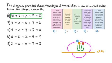 Question Video Recalling The Correct Order Of The Stages Of