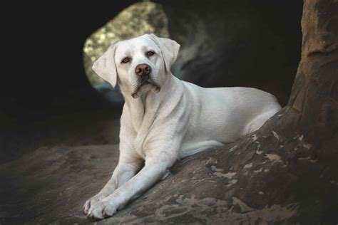 White Labrador: An Ultimate Guide to White Labs (With Pictures)