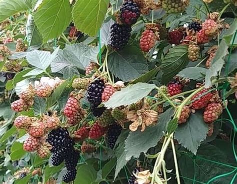Ежевика без шипов: 8 сортов, которые можно выращивать в Сибири с фото ...